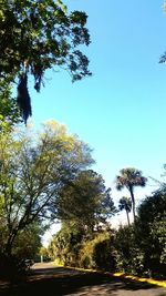 Low angle view of trees against clear sky