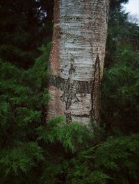 Low angle view of trees in forest