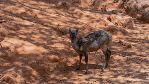 Side view of a horse on field
