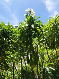 Low angle view of fresh green plants against sky