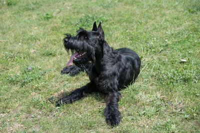 Black dog in a grass