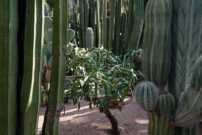 Close-up of succulent plant on field