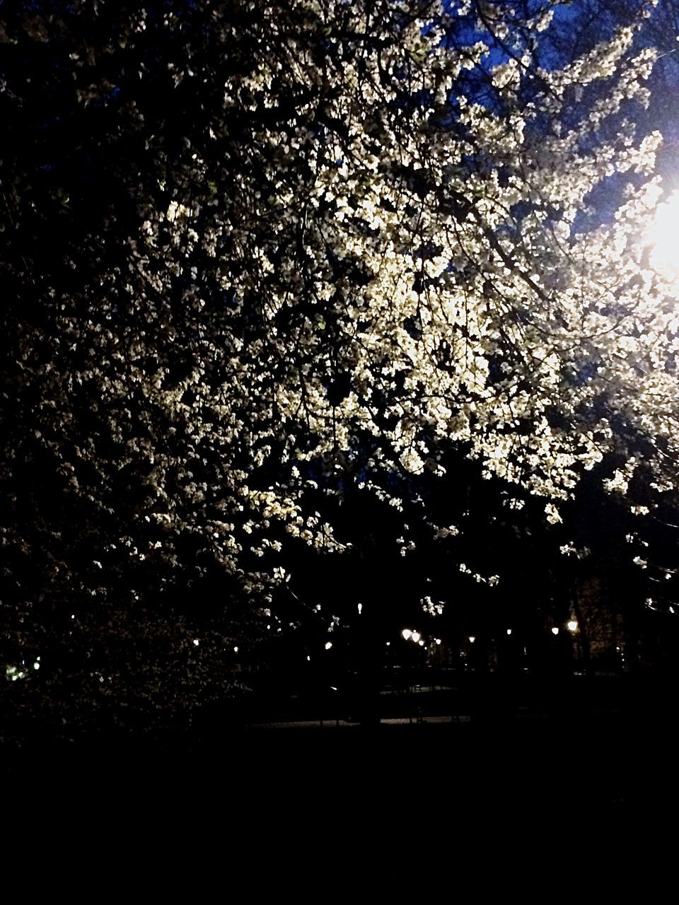 tree, night, low angle view, branch, silhouette, growth, nature, illuminated, beauty in nature, sky, tranquility, outdoors, no people, dark, scenics, backgrounds, lighting equipment, tranquil scene, light - natural phenomenon, dusk