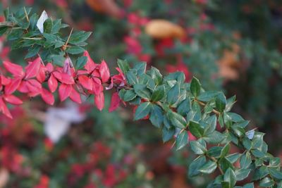 Close-up of red and green leaves 