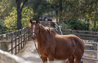 Horse standing by fence