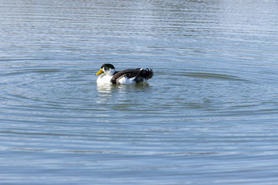 Ducks swimming in lake