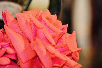 Close-up of pink rose