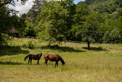 Side view of horses on grassy field against trees