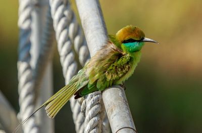 Close-up of bird perching on branch