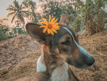 Close-up of a dog looking away on field