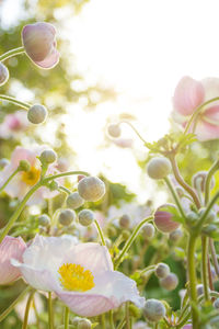 Close-up of flowers blooming in park