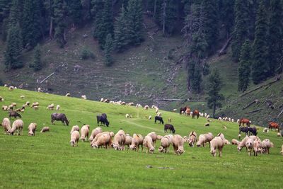 Flock of sheep grazing in field