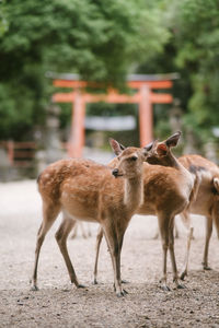 Portrait of deer standing on field