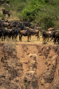 Blue wildebeest