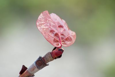 Close-up of pink rose flower