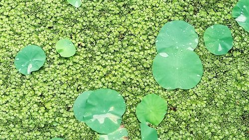 High angle view of water lily floating on leaf