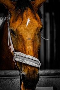 Close-up of horse in stable