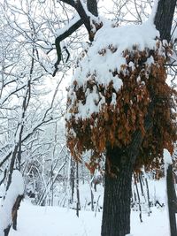 Snow on tree branches during winter