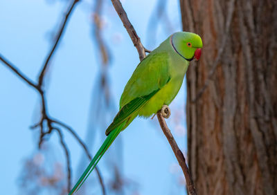 Low angle view of parrot perching on tree