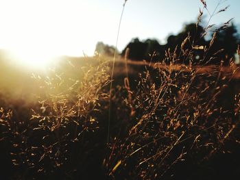 Close-up of stalks in field against sky during sunset