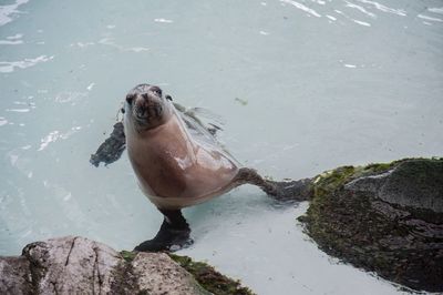 High angle view of sea lion in water