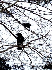 Low angle view of bird perching on tree against sky