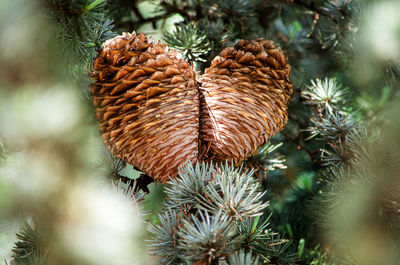 Close-up of pine cone on tree