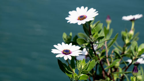 Close-up of white flowering plant