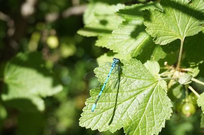 Close-up of insect on leaf