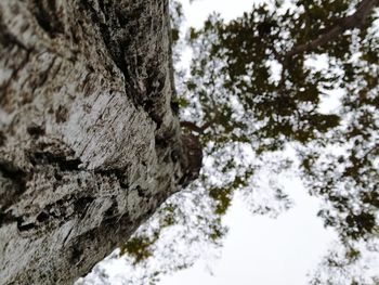 Low angle view of tree against sky