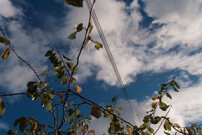 Low angle view of bird perching on tree against sky