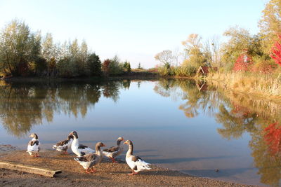 Flock of birds on lake against sky