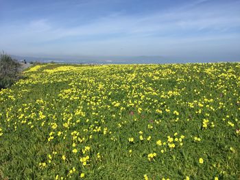 Scenic view of oilseed rape field against sky