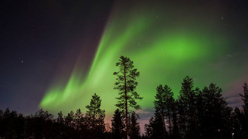 Northern lights and trees