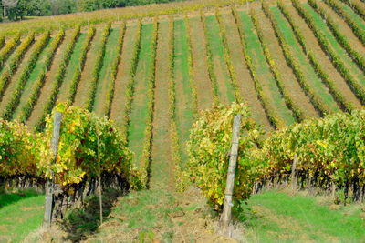 View of vineyard against clear sky