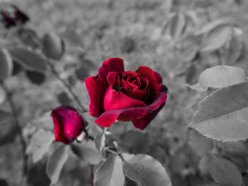 Close-up of red rose