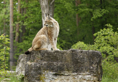 View of a cat on rock