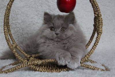 Portrait of kitten sitting