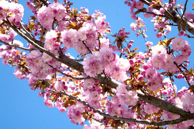 Low angle view of pink cherry blossoms in spring