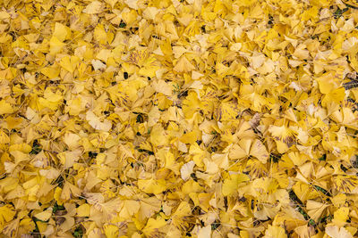 Full frame shot of yellow flowering plants