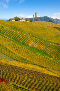 Scenic view of agricultural field against sky