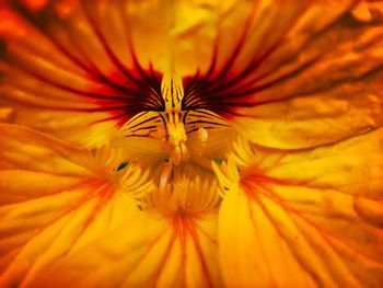 Close-up of orange flowering plant