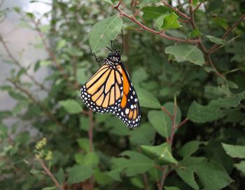 Butterfly on leaf