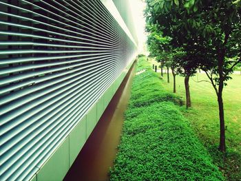 Trees in park