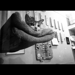 Cat looking away