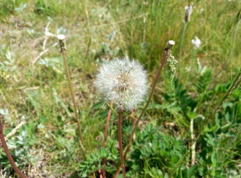 Close-up of flower growing in grass