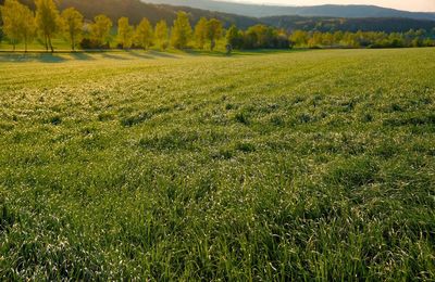 Scenic view of field