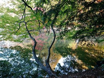 Scenic view of lake in forest