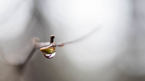 Close-up of water drop on flower bud