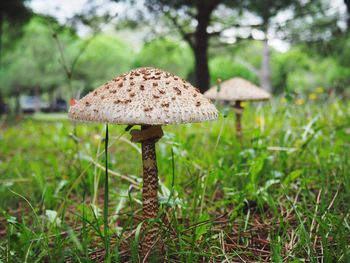 Close-up of mushroom on grass